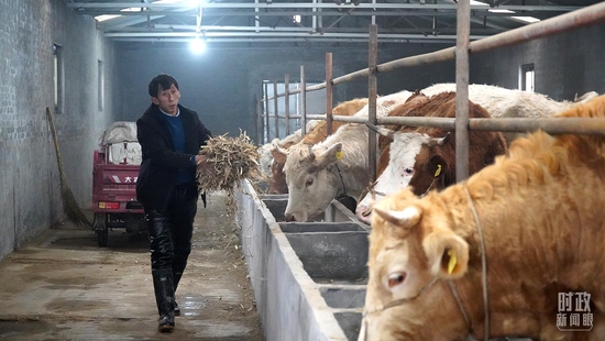 △段村经济合作社养牛基地，工作人员正在添饲料。（总台央广记者潘毅拍摄）