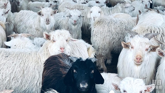 △黑白两色的山羊。（总台央视记者邢彬拍摄）