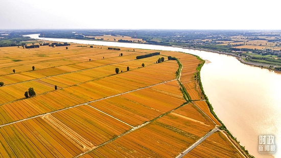 △山东滨州，黄河滩区迎来麦收。2021年，我国粮食产量已连续7年保持在1.3万亿斤以上。（图/视觉中国）