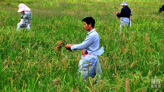  △湖南杂交水稻研究中心海南基地，育种工作者正对成熟的杂交水稻进行抽种。（图/视觉中国）