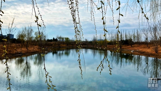 △公园内的柳树刚刚抽出新叶。（总台央视记者程铖拍摄）