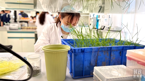 △正在工作中的种子实验室科研人员。（总台央视记者邢彬拍摄）