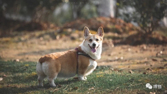 为啥每个人身边都有叫二狗的朋友 甲骨文 本义 家狗 新浪新闻