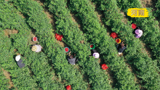  2022年9月1日，河南省宝丰县石桥镇竹园村农民在田间收获草莓椒（无人机照片）。新华社发（何五昌摄）