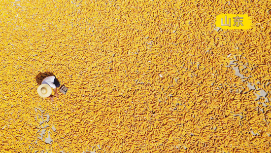  2022年9月22日，在山东省临沂市郯城县郯城街道，农民晾晒收获的玉米（无人机照片）。新华社发（张春雷摄）