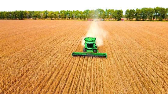 △9月15日，北大荒集团建设农场职工驾驶大型机械抢收丰收的大豆。