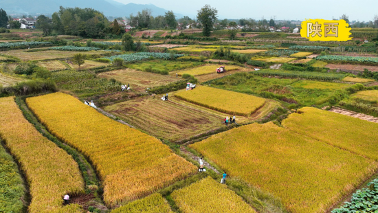  2022年9月4日，陕西省汉中市汉台区武乡镇的农民在田间收割水稻（无人机照片）。新华社记者陶明摄