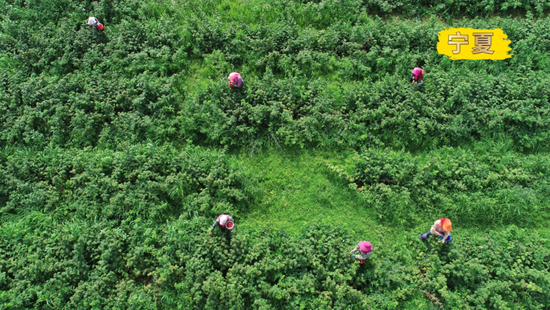  2022年8月2日，宁夏石嘴山市平罗县崇岗镇常青村红树莓种植基地，农户在采摘红树莓（无人机照片）。新华社记者王鹏摄