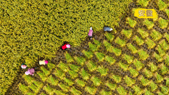 2022年9月13日，在安徽合肥庐江县白湖镇省级现代农业示范基地，农民在田间收割水稻（无人机照片）。新华社发（左学长 摄）