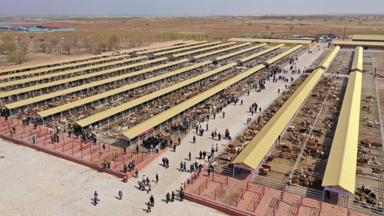  ���ǿ�������谲����ţ�����г���