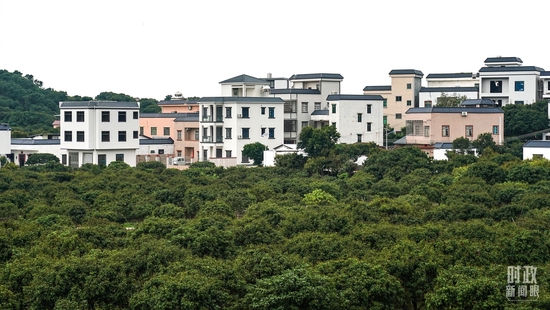 △荔枝树掩映中的柏桥村。（总台国广记者李晋拍摄）