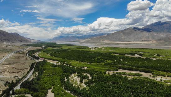 ↑雅鲁藏布江岸边绿树成荫，好似一道绿色长廊（2020年6月27日摄，无人机照片）。