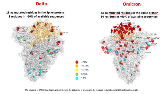 △德尔塔毒株与奥密克戎毒株刺突蛋白突变对比图（图片来自罗马儿童医院）