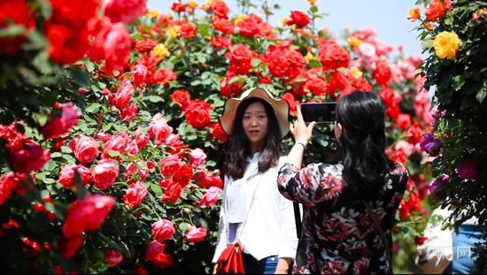 游客在月季博览园打卡拍照（央广网发 刘猛猛 摄）