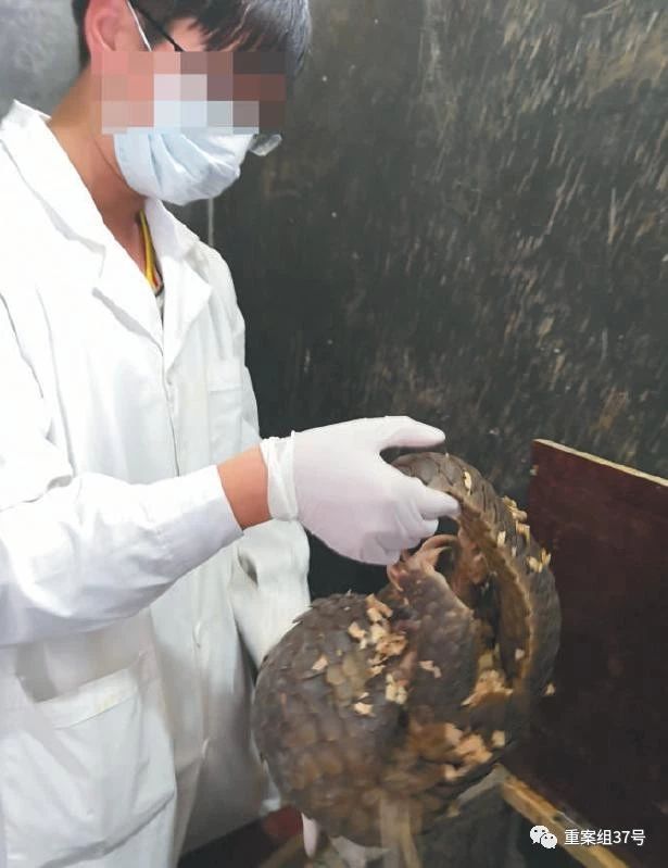 2月1日，广西陆生野生动物救护中心，医护人员正在检查一只截获的走私穿山甲的健康状况。    新京报记者 王飞翔 摄
