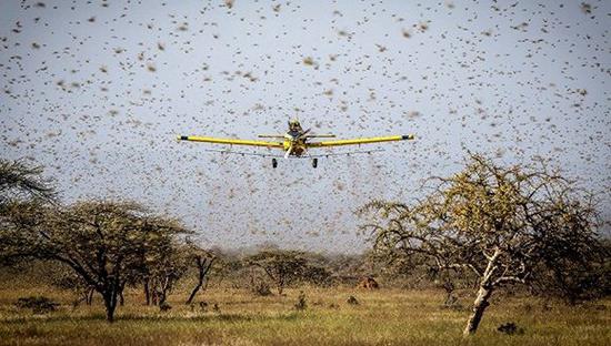 吃掉几亿人粮食蝗灾咋来的?印巴都坐下来好好说