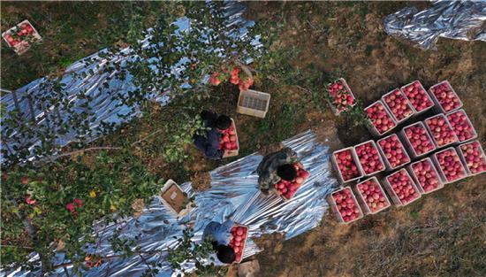 陕西省延安市志丹县双河镇李家湾村村民在果园采摘苹果（2019年10月22日摄，无人机照片）。新华社记者 陶明 摄