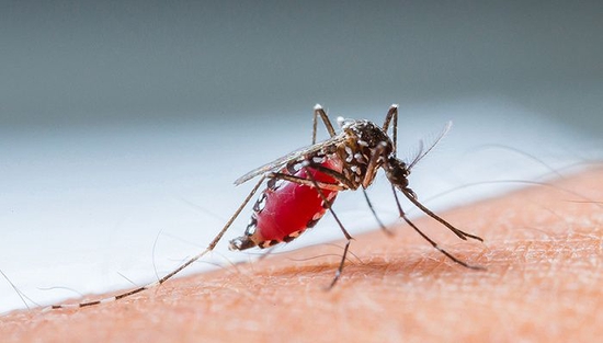 多地疾控密集发布提醒：警惕合并疟疾的新冠感染