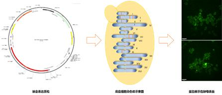  图1 疫苗菌株构建及筛选方案