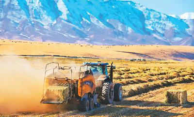 12月12日，在甘肃省山丹马场的21万亩燕麦草种植基地内，一台台先进的大型机械正在如火如荼地作业，展现出一幅丰收的美丽图景。王 超摄（人民视觉）