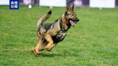 有一种守护叫昆明犬！公安部部署打造中国警犬自主品牌