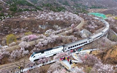 游客站在观景平台拍摄“S2线列车穿越花海”。新京报记者 王贵彬 摄