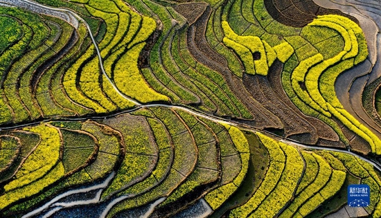这是陕西省汉阴县漩涡镇凤堰古梯田里的油菜花（2020年3月18日摄，无人机照片）。新华社记者陶明摄