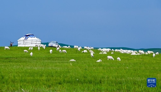 羊群在内蒙古锡林郭勒盟的草原上觅食(2021年7月15日摄).