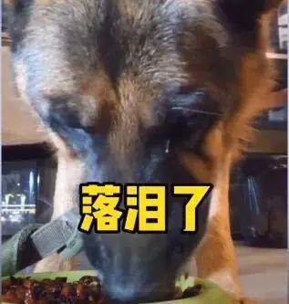 视频|吃辣椒、跳跳糖……宠物狗被强迫当大胃王惹怒网友