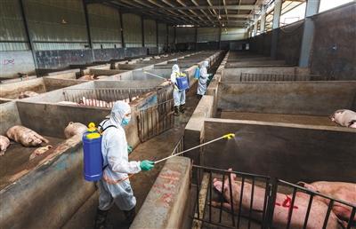2018年8月22日，浙江金华金东区畜牧兽医局工作人员对养殖场做全面消毒。图/视觉中国