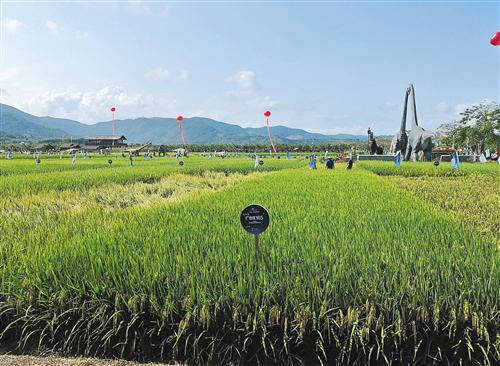 位于海南三亚的水稻国家公园里，展示了众多超级稻品种，袁隆平院士团队的超级稻品种也在其中。