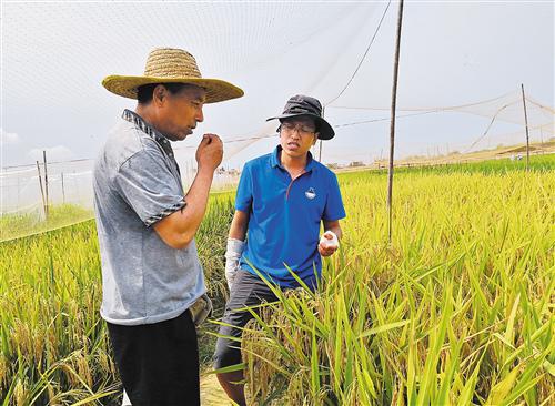 在中国种子集团南繁育种基地，育种科研工作者正在查看水稻长势并做业务交流。中种集团研发的多个水稻品种被农业农村部认定为超级稻。