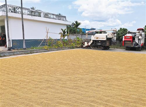 安徽荃银高科种业公司南繁育种基地收获水稻后晾晒稻谷。荃银高科是我国籼型两系超级稻种子的主要供应商之一。