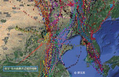 路经沧州的鹤鹳类迁徙路径汇聚图。