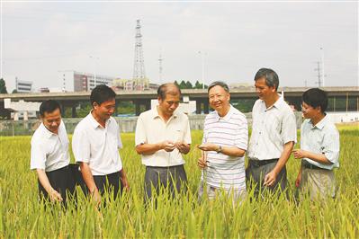 卢永根在田间观察水稻生长情况。