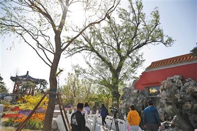 北京园内的柳树并非移植而来，而是经过修剪复壮后原地保留。
