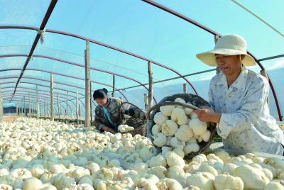 乌鲁布铁镇食用菌包厂贫困户在采摘晾晒猴头菇