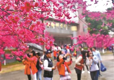 华南农业大学内的樱花盛开，引来不少市民赏花拍花。记者廖雪明 摄