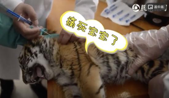 雖然平時看起來“奶兇奶兇”的