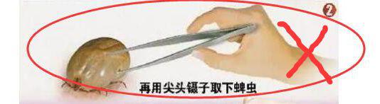虫子一家:老人被这种虫子叮咬 一家四口接连发病两人去世