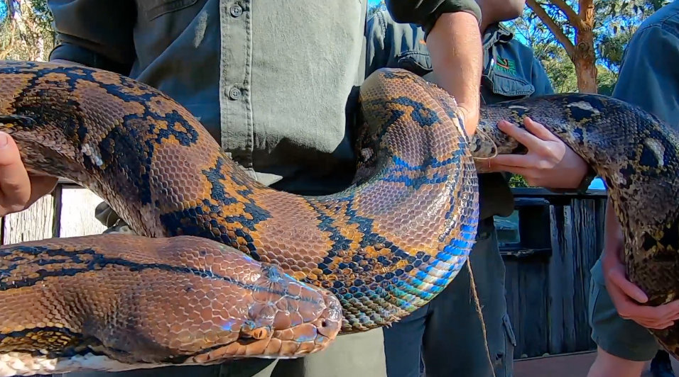 视频-澳动物园为园内最大三条巨蟒称重 10个工作人员齐上阵