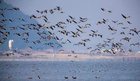 每年冬天，赤湖一带候鸟云集