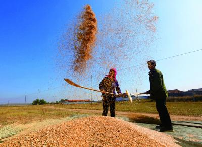 西城区在张北推广藜麦种植产业化