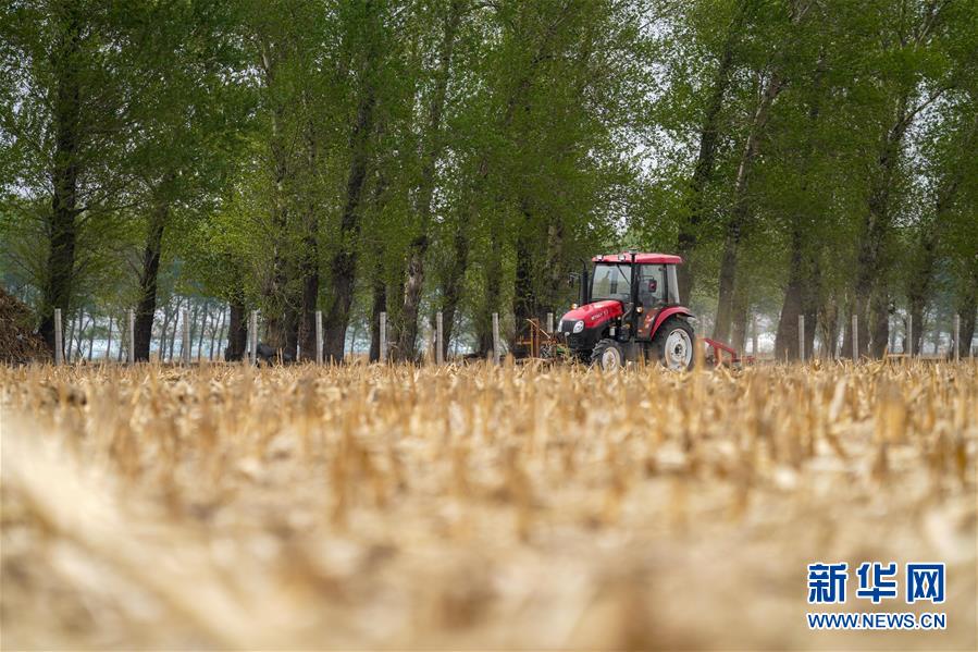 在吉林省四平市梨树县，农民驾驶条耕机整理土地（5月7日摄）。新华社记者 张楠 摄
