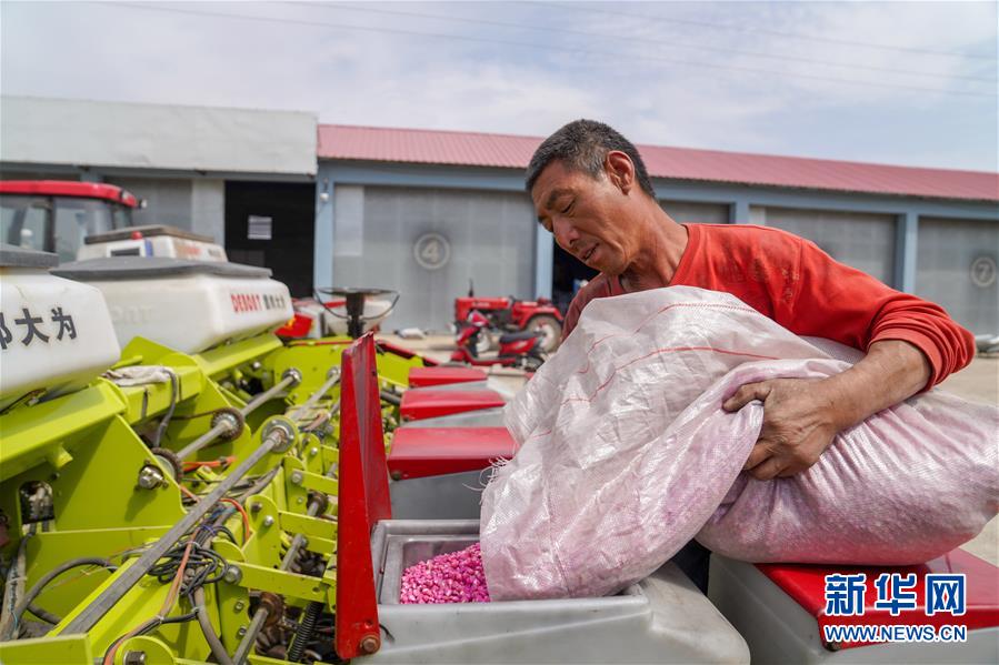 在吉林省四平市梨树县康达农机农民专业合作社，农民杨连军向免耕播种机里投放玉米种子。（5月7日摄）。新华社记者 张楠 摄