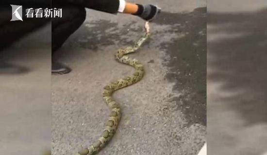 1.5米长蛇盘在30多米高的窗台“敲窗” 吓坏居民