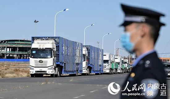 4000只蒙古国施舍羊经二连浩特口岸入境中国。陈立庚 摄
