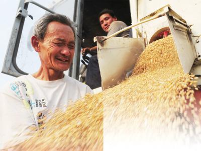 安徽省阜阳市颍州区西湖镇大沈庄农民沈俊彦望着大型联合收割机收获的丰收小麦喜上眉梢。