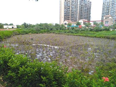 8月16日,红树湾项目区内,9.69亩枯死红树林,现已得到补种。