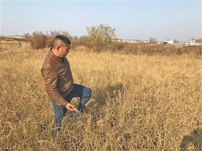  11月5日下午，安徽省定远县桑涧镇河北村后张组种粮大户吴宝国在他家的稻田里。 摄影/新京报记者 肖隆平